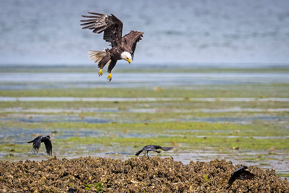 Bald_eagle_WASB_2022_16