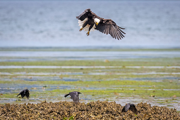 Bald_eagle_WASB_2022_17