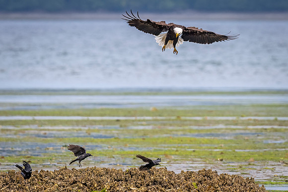 Bald_eagle_WASB_2022_18