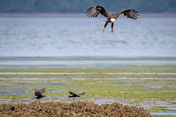 Bald_eagle_WASB_2022_19