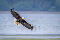 Bald_eagle_WASB_2022_22