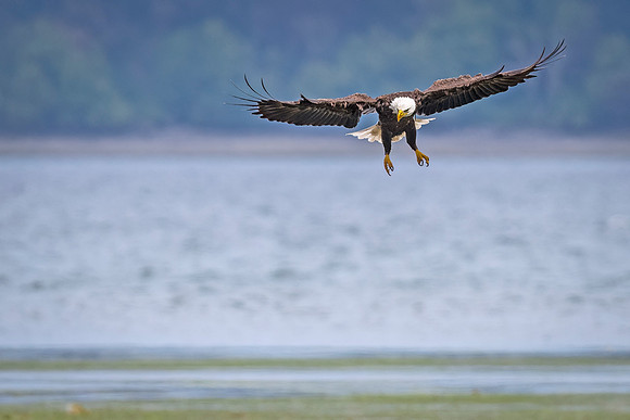 Bald_eagle_WASB_2022_20