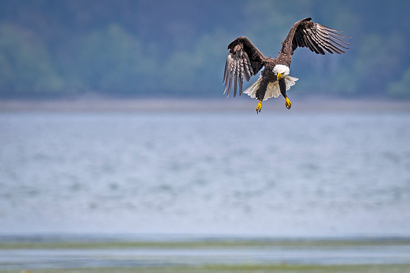 Bald_eagle_WASB_2022_21