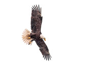 Bald_eagle_WASB_2022_31