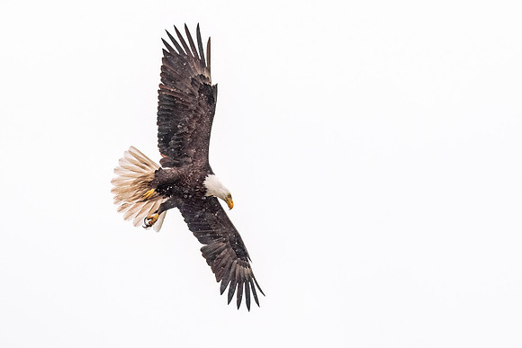 Bald_eagle_WASB_2022_31