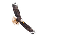 Bald_eagle_WASB_2022_32
