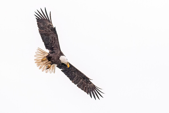 Bald_eagle_WASB_2022_32