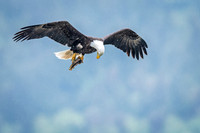 Bald_eagle_WASB_2022_30