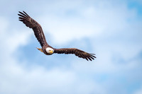 Bald_eagle_WASB_2022_29