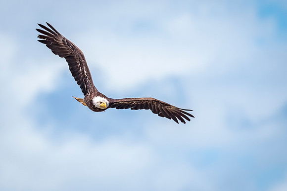 Bald_eagle_WASB_2022_29