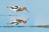 American_avocet_5
