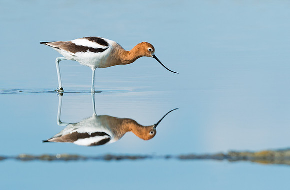 American_avocet_5