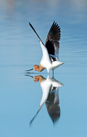 American_avocet_12