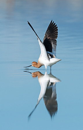 American_avocet_12
