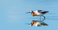 American_avocet_13