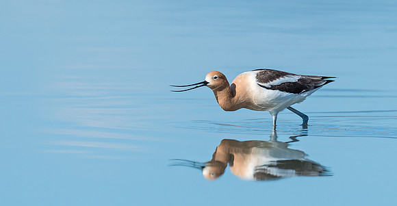 American_avocet_13