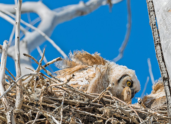 Great_Horned_Owl_14