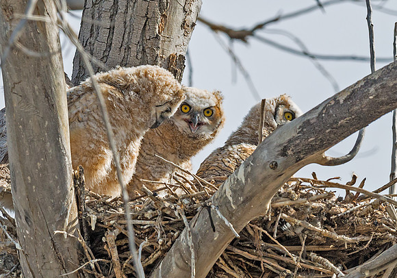 Great_Horned_Owl_15