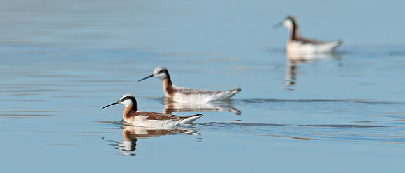 Wilson's_Phalarope_1