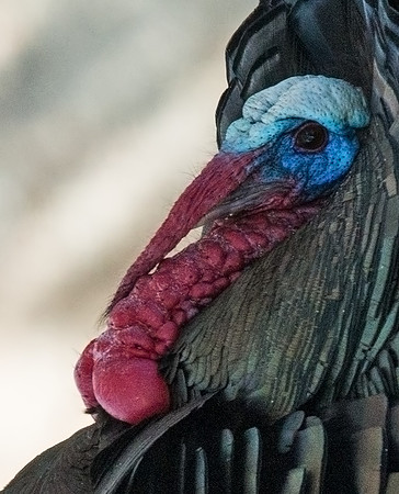 Wild_turkey_6