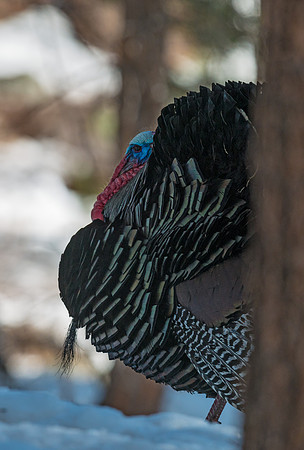 Wild_turkey_4