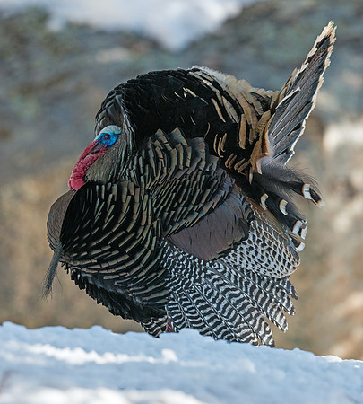 Wild_turkey_5
