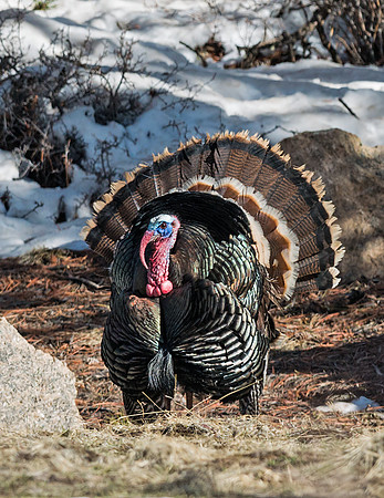 Wild_turkey_3