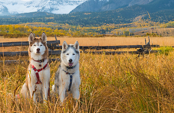Huskies_in_fall_color_2015