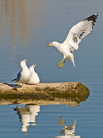 Ring-billed_gull_5