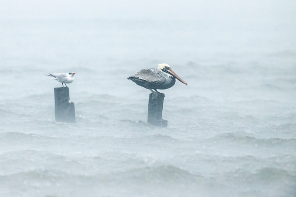 Brown_pelican_BBMNWR_2022_20