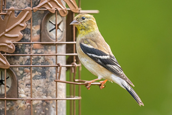 American_goldfinch_Lacombe_2021_1