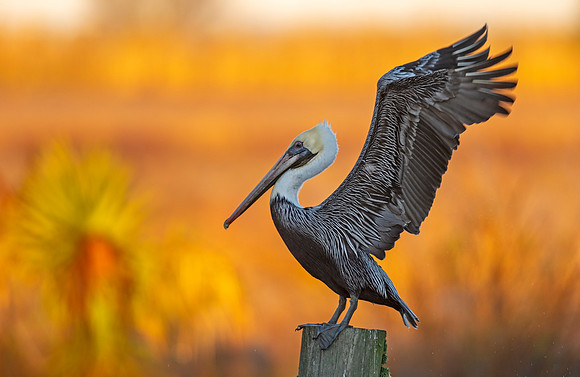 Brown_pelican_Eden_2020_2