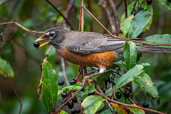 American_robin_Louisiana_2021_1