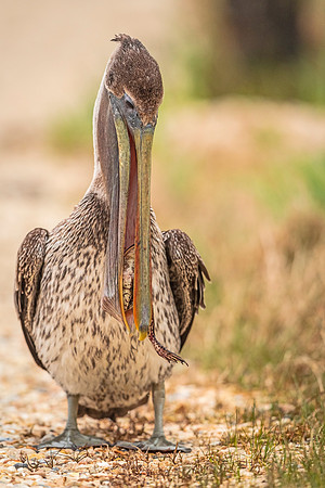 Brown_pelican_BBMNWR_2021_1