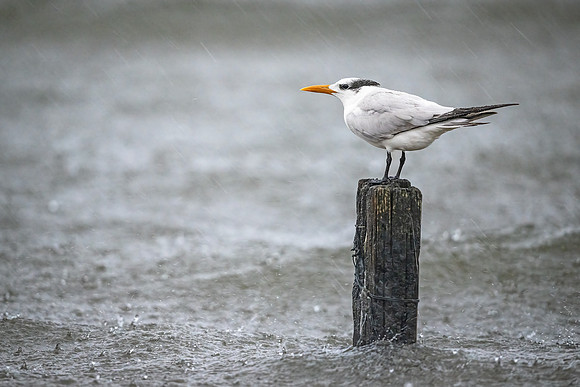 Royal_tern_BBMNWR_2022_1