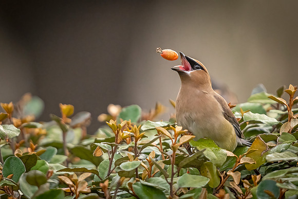 Cedar_waxwing_Slidell_2021_2