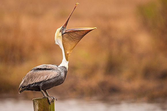 Brown_pelican_Eden_2021_4
