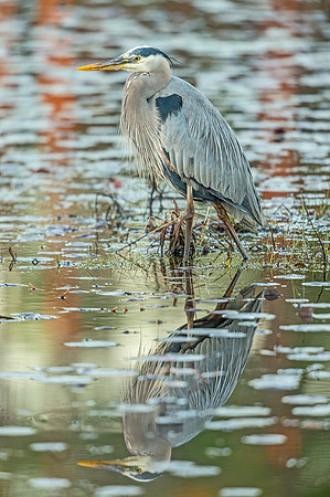 Great_blue_heron_BBMNWR_2020_1