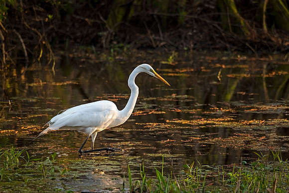 Great_egret_Northlake_Nature_Center_2021_1