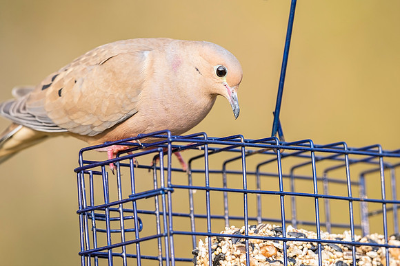 Mourning_dove_Lacombe_2021_1