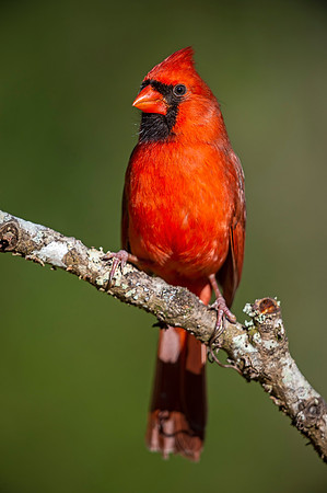 Northern_cardinal_Louisiana_2021_1