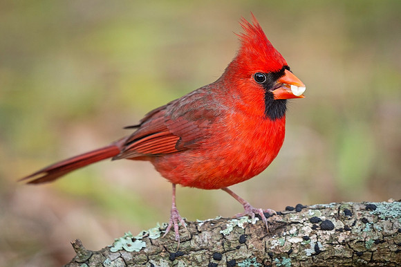 Northern_Cardinal_Louisiana_2021_3