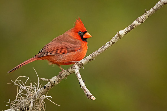 Northern_cardinal_Louisiana_2021_3
