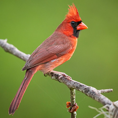Northern_cardinal_Lacombe_2021_5