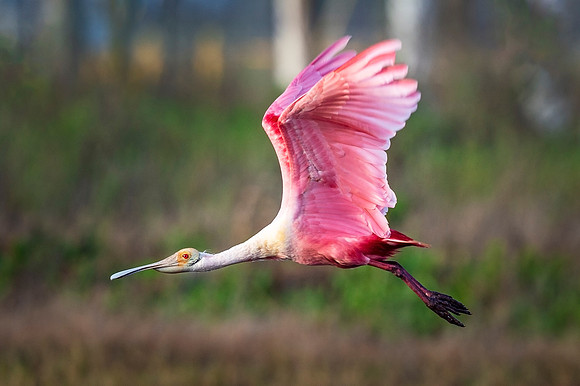 Roseate_spoonbill_GI_2021_1
