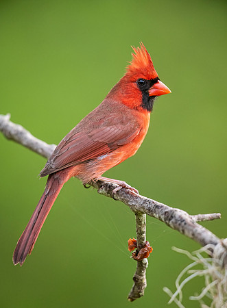 Northern_cardinal_Lacombe_2021_5-vertical