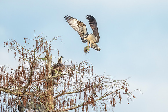 Osprey_LM_2021_1