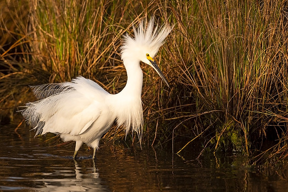 Snowy_egret_GI_2021_1
