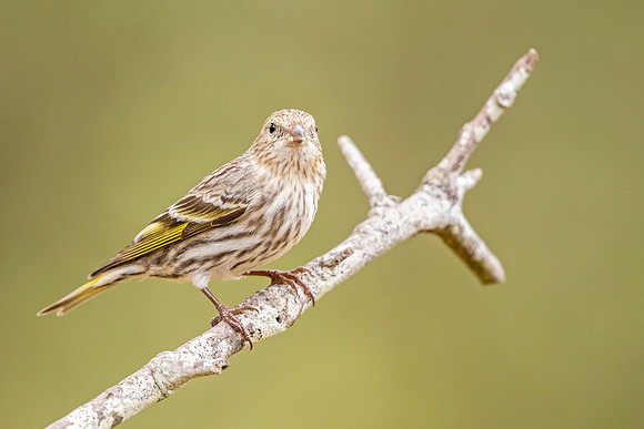 Pine_siskin_Louisiana_2021_1