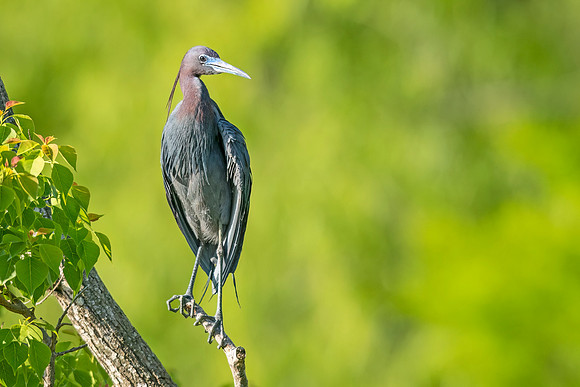Little_blue_heron_NI_2022_3